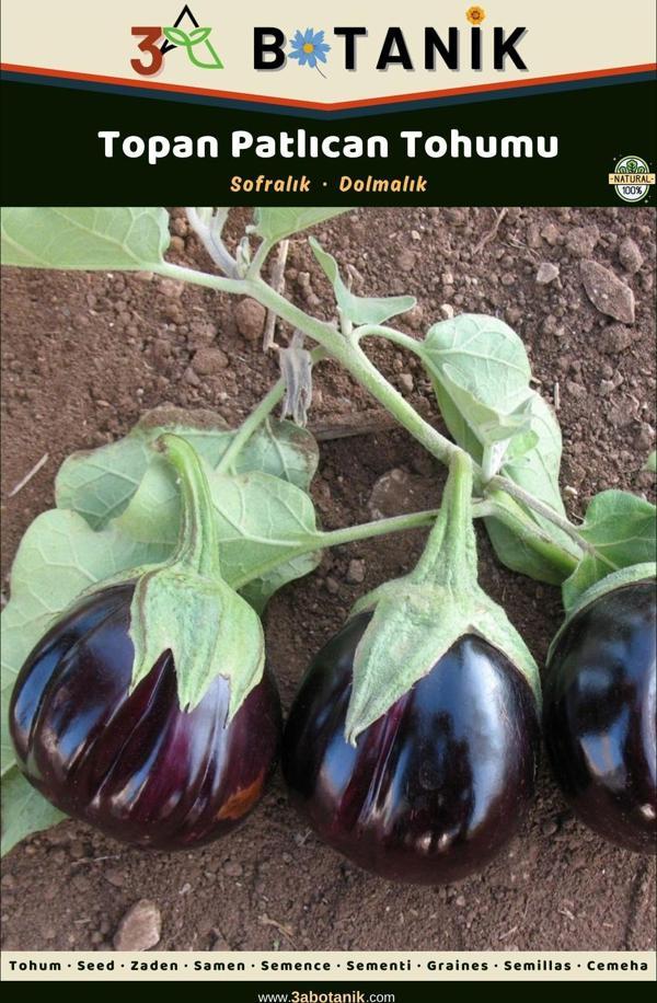 3A Botanik Topan Patlıcan Tohumu, Yerli Ve Sürdürülebilir Tohum, 5 Gram Patlıcan Tohumu - Image 1