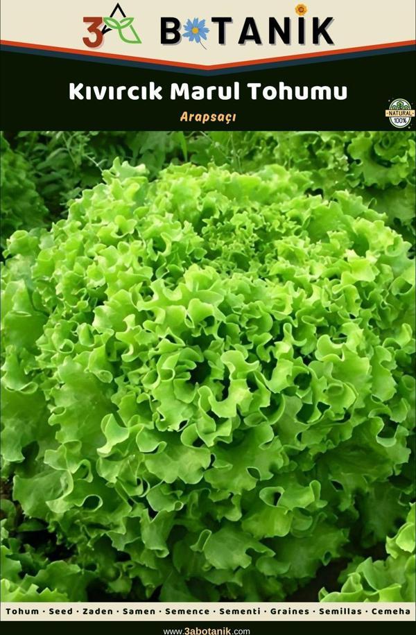 3A Botanik Kıvırcık Arapsaçı Marul Tohumu, Yerli Ve Sürdürülebilir Tohum, 5 Gram Kıvırcık Tohumu - Image 1