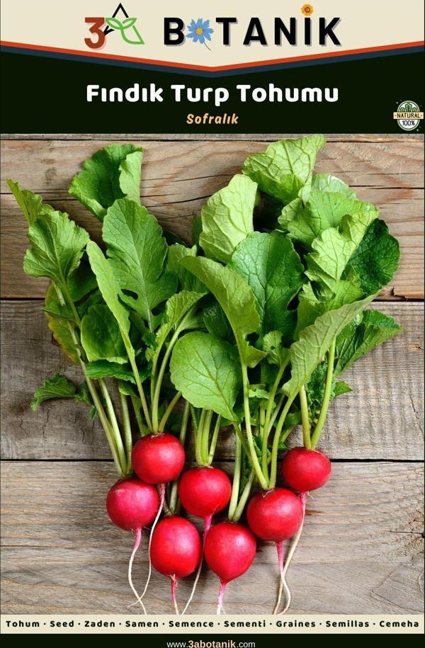 3A Botanik Fındık Turp Tohumu, Yerli Ve Sürdürülebilir Tohum, 5 Gram Turp Tohumu - Image 1