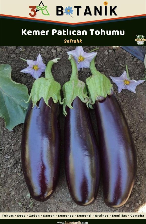 3A Botanik Kemer Patlıcan Tohumu, Yerli Ve Sürdürülebilir Tohum - Image 1