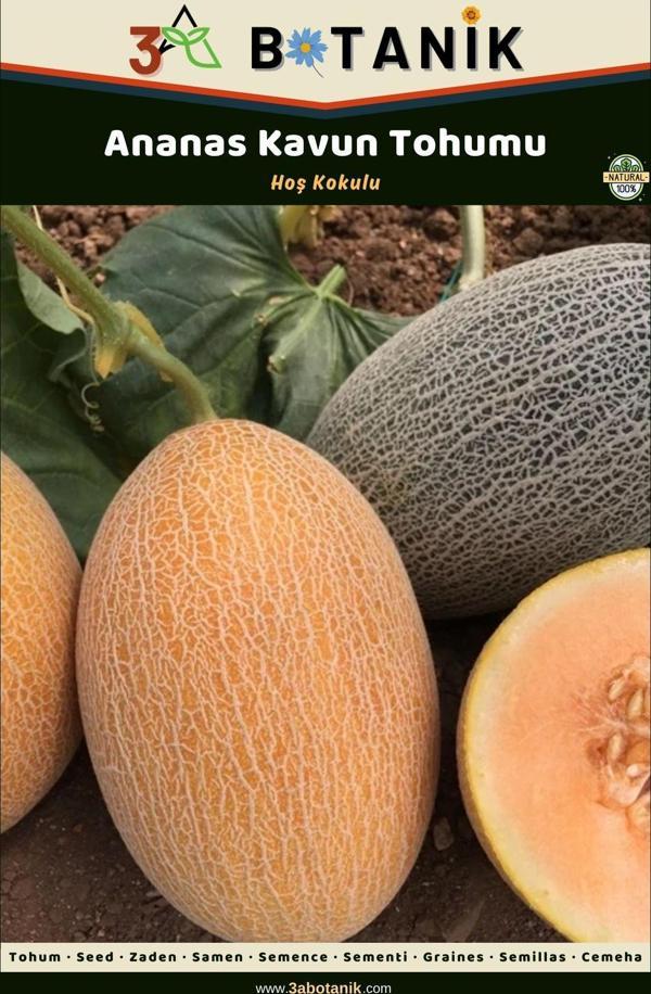 3A Botanik Ananas Kavun Tohumu, 2 Gram/40-70 Adet Kavun - Image 1