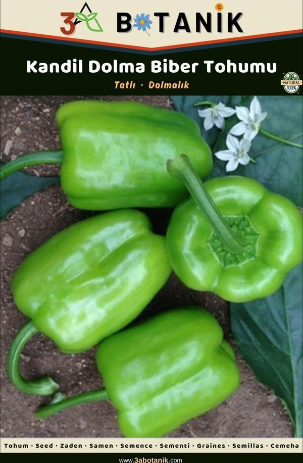 3A Botanik Kandil Dolma Biber Tohumu, Yerli Ve Sürdürülebilir Tohum - Image 1