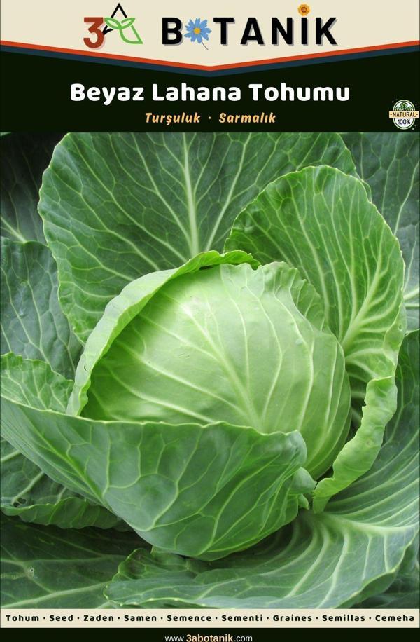 3A Botanik Beyaz Lahana Tohumu, Yapraklar Koyu Renkli Ve Ince Bir Çeşit, 2 Gram/400-600 Adet Tohum - Image 1