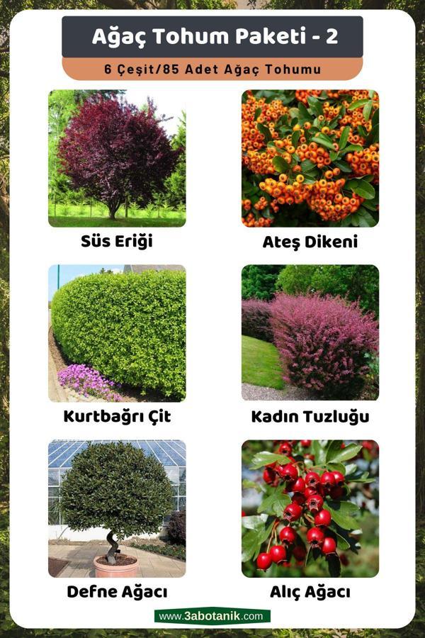 3A Botanik Ağaç Tohum Paketi-2, (Süs Eriği, Ateş Dikeni, Kurtbağrı, Kadın Tuzluğu, Defne, Alıç) Ağaç Tohumları - Image 1