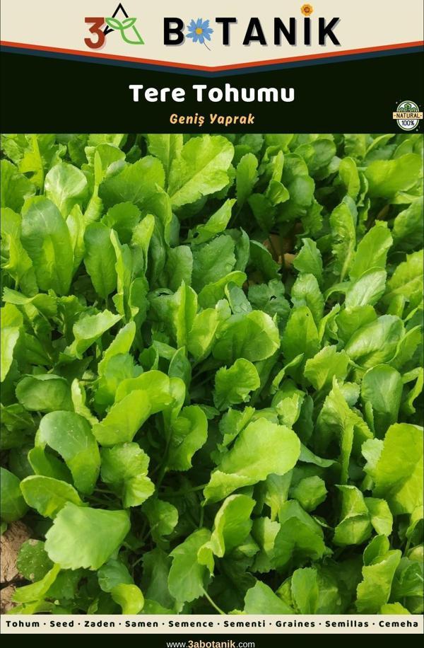 3A Botanik Tere Tohumu, Yaprakları Geniş Aromatik Çeşit, 4 Gram/2.000-2.500 Adet Tohum - Image 1