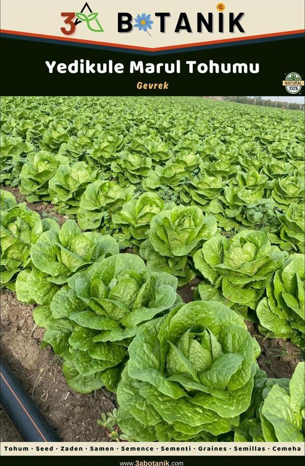 3A Botanik Yedikule Marul Tohumu, Yerli Ve Sürdürülebilir Tohum, 5 Gram Marul Tohumu - Image 1