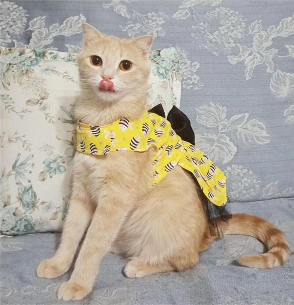 Gobo Arı Desenli Sarı Kedi Köpek Kıyafeti Elbisesi - Image 1