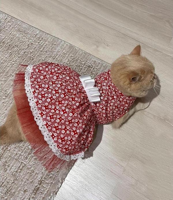 Gobo Beyaz Çiçek Desenli Fiyonklu Kırmızı Kedi Köpek Kıyafeti Elbisesi - Image 1
