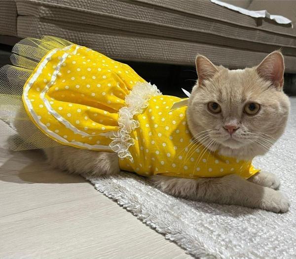 Gobo Sarı Puantiyeli Kurdeleli Kedi Köpek Kıyafeti Elbisesi - Image 1