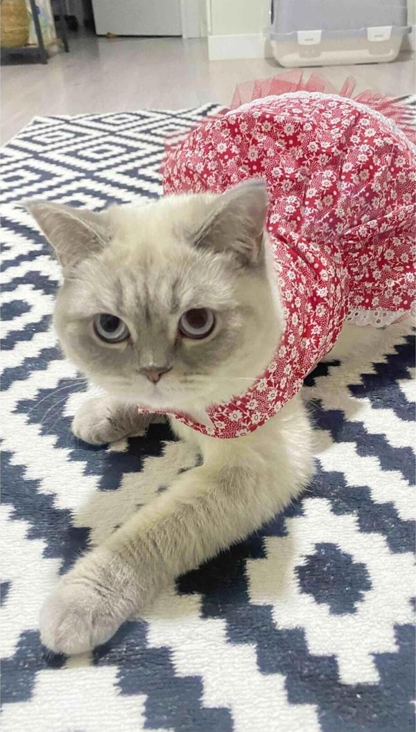 Gobo Beyaz Çiçek Desenli Kurdeleli Kırmızı Kedi Köpek Kıyafeti Elbisesi - Image 1