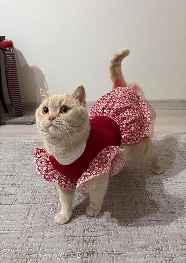 Gobo Çiçek Desenli Papyonlu Kırmızı Kedi Köpek Kıyafeti Elbisesi - Image 1