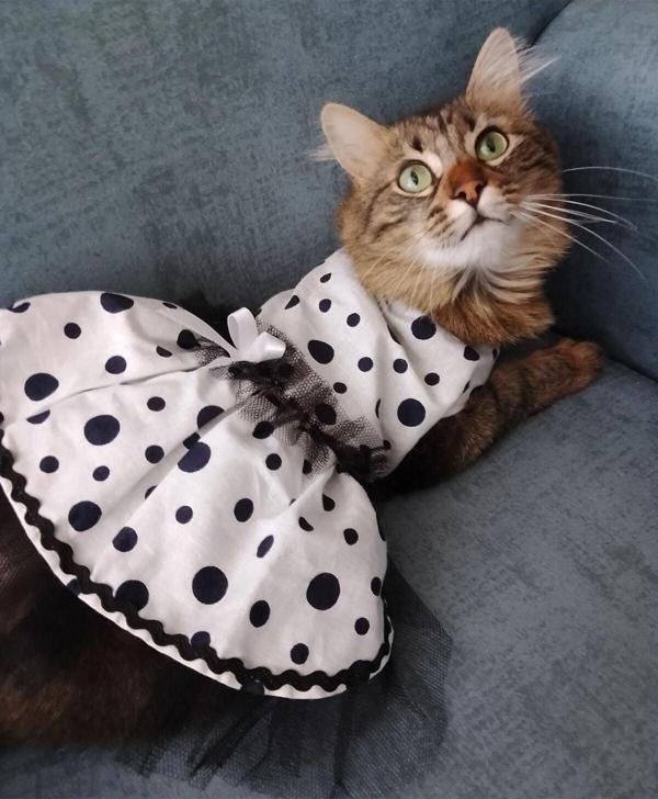 Gobo Siyah Puantiyeli Beyaz Dişi Kedi Köpek Kıyafeti Elbisesi - Image 1