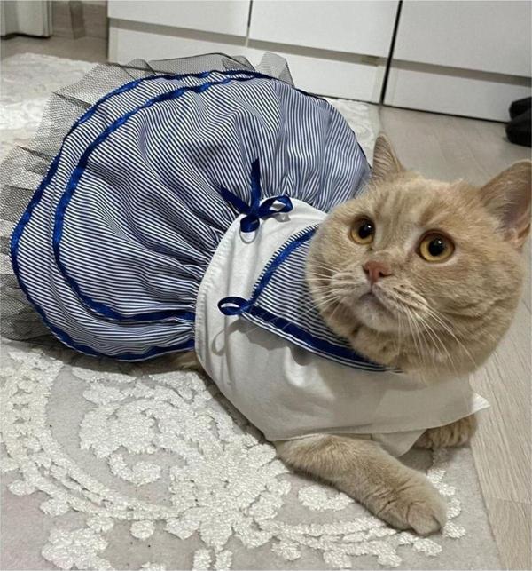 Gobo Denizci Mavi Kurdeleli Dişi Kedi Köpek Kıyafeti Elbisesi - Image 1