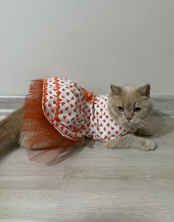 Gobo Turuncu Yaprak Desenli Kurdeleli Beyaz Kedi Köpek Kıyafeti Elbisesi - Image 1