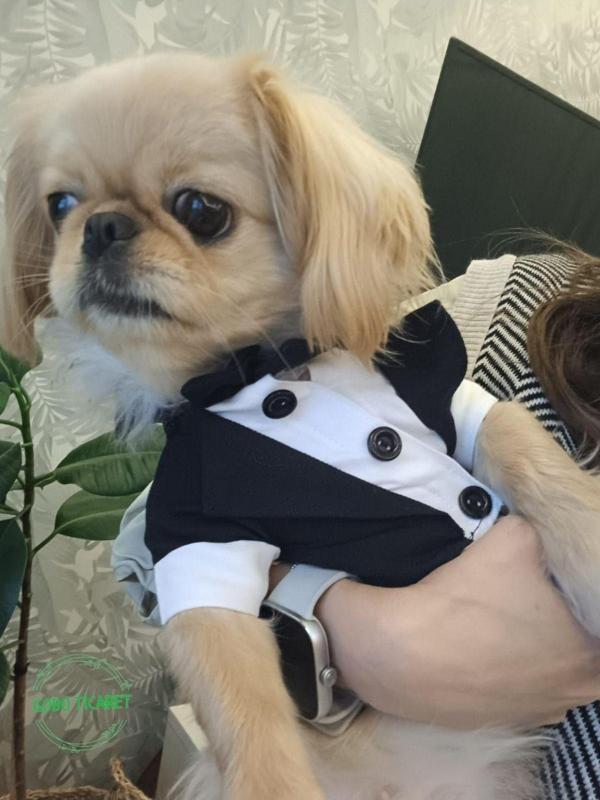 Gobo Kedi Ve Köpek Takım Elbisesi Siyah Papyonlu Smokin Kıyafeti Damatlık - Image 1