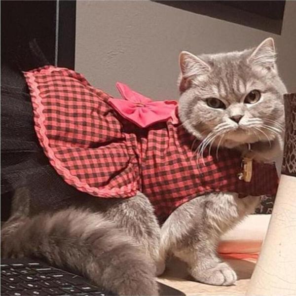 Gobo Kırmızı Siyah Kareli Papyonlu Dişi Kedi Köpek Kıyafeti Elbisesi - Image 1