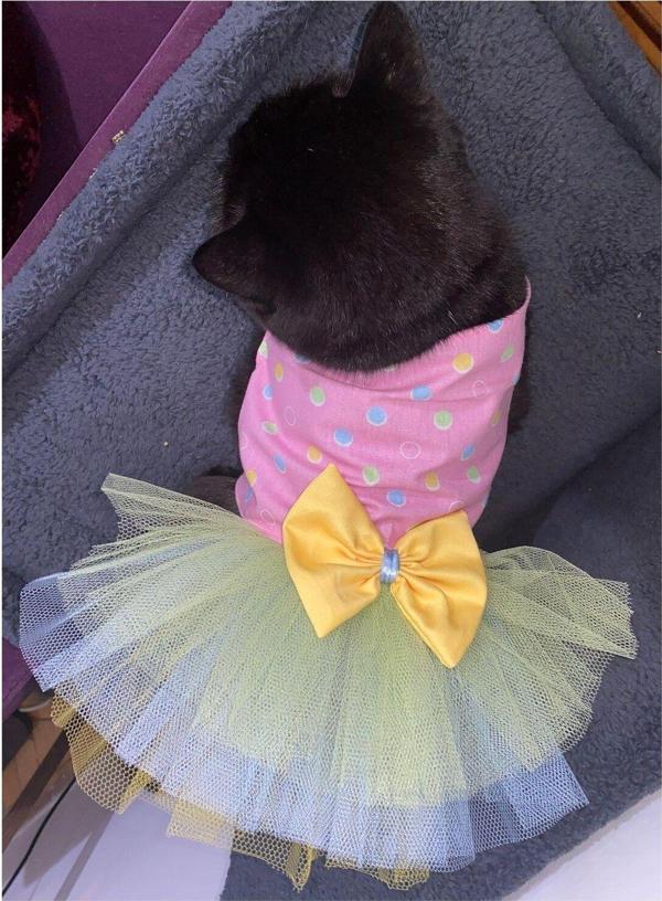 Gobo Renkli Puantiyeli Sarı Papyonlu Pembe Dişi Kedi Köpek Kıyafeti Elbisesi - Image 1