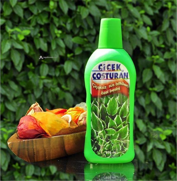 Çiçek Coşturan Çiçeksiz Süs Bitkileri İçin - Image 1