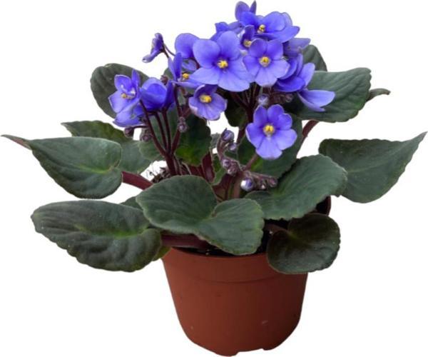 Saintpaulia Ionantha 'Blue' (Menekşe Çiçeği) - Image 1