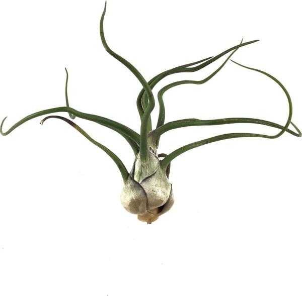 Tillandsia Bulbosa (Hava Bitkisi) - Image 1