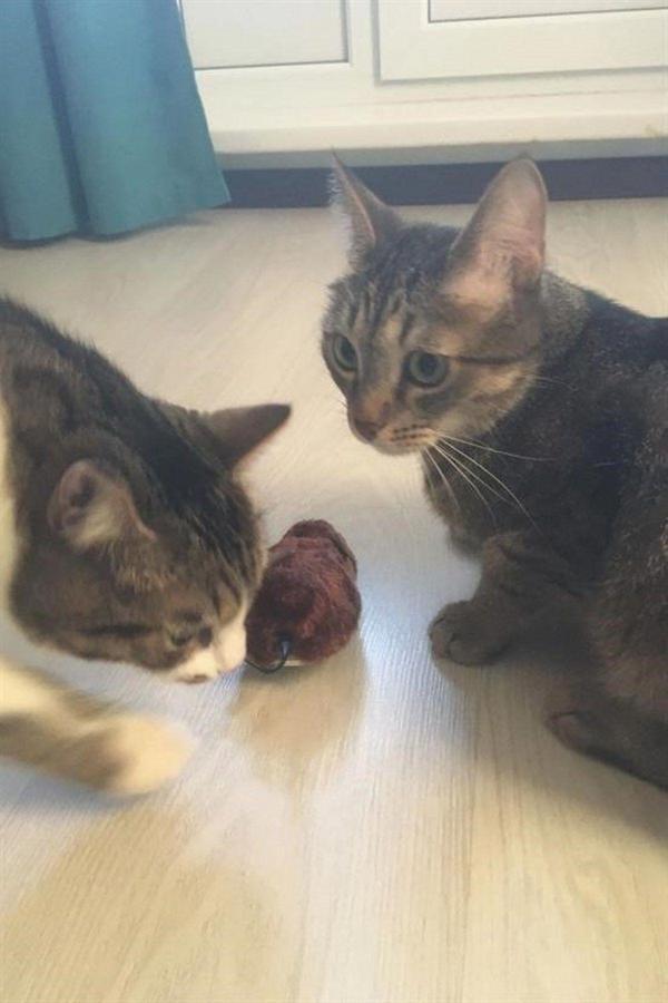 Tedaks Kurmalı Kedi Eğitim Oyuncağı Tüylü Peluş Fare Oyunu İnteraktif Sevimli Eğlenceli Oyuncak - Image 1