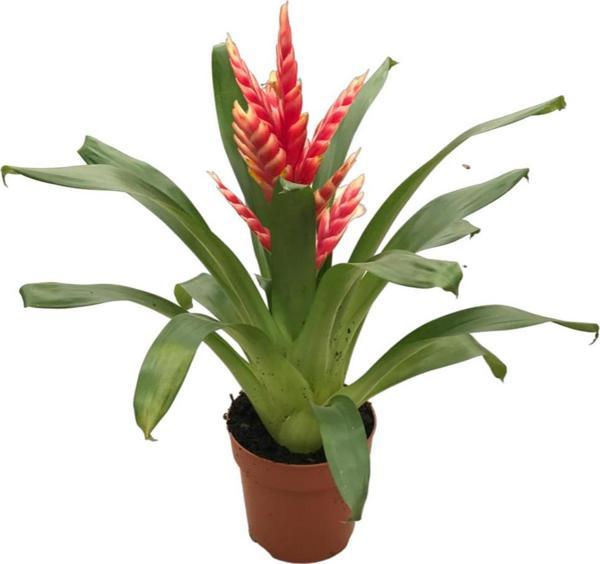 Vriesea Intenso 'Pink' (Alev Kılıcı Çiçeği) - Image 1