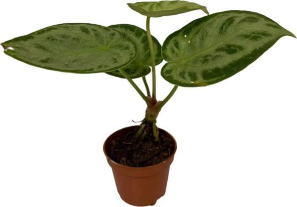 Anthurium 'Silver Blush' - Image 1