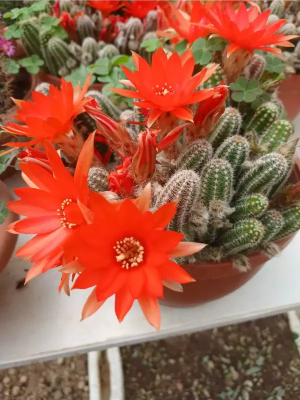 Canlı Kırmızı Çiçekli Rebutia Kaktüs – Dekoratif Sukulent - Image 1
