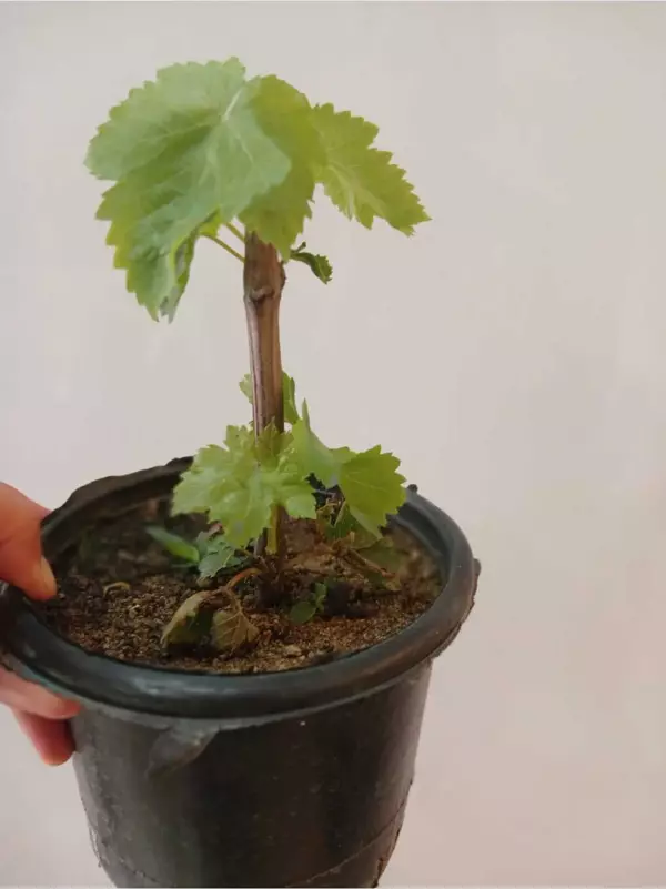 Çekirdeksiz Beyaz Üzüm Fidesi (Yaprakları Sarmalık) 10 cm. - Image 1