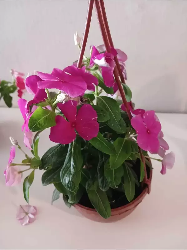 4 Mevsim Fuşya Pervane Çiçeği – Saksıda Canlı Catharanthus Roseus - Image 1