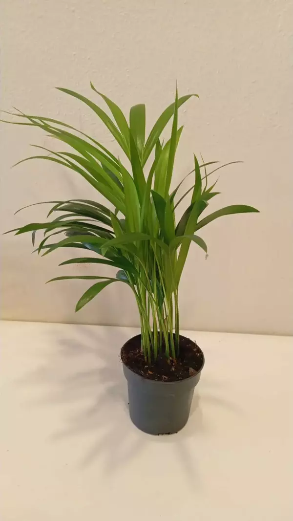 Feng Shui Mini Areka Palmiyesi 20–30 Cm – Negatif Enerjiyi Uzaklaştıran Tropikal Hava Temizleyici - Image 1