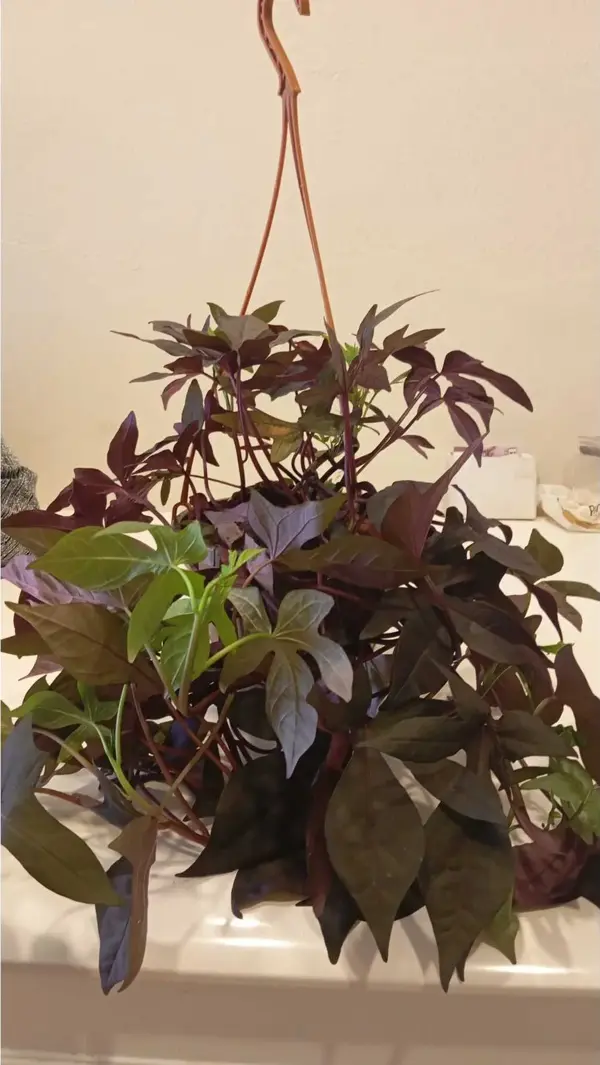 Canlı Mor Tonlu Ipomoea Batatas ‘Blackie’ Sarkıcı Dekoratif Süs Patatesi – Dayanıklı & Pratik Bakım - Image 1