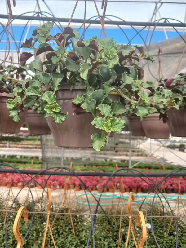 Hava Temizleyici Askılı Golden Pothos Parlak Mustafa – Duvar & Tavan Için Dekoratif Sarmaşık - Image 1
