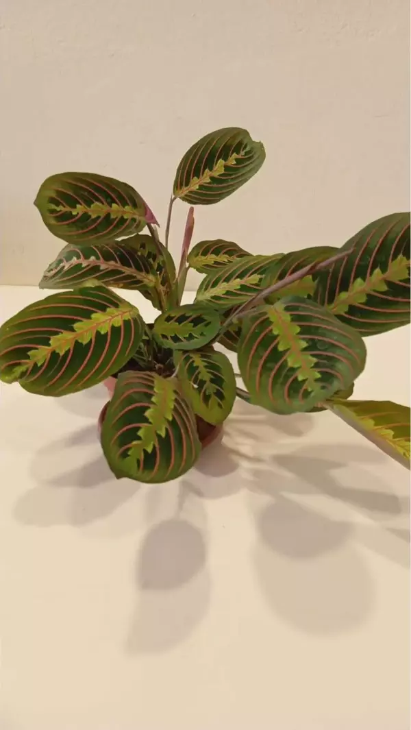 Canlı Maranta Erythroneura – Kırmızı Damarlı Dua Çiçeği, ~40 Cm Modern Iç Mekan Bitkisi - Image 1