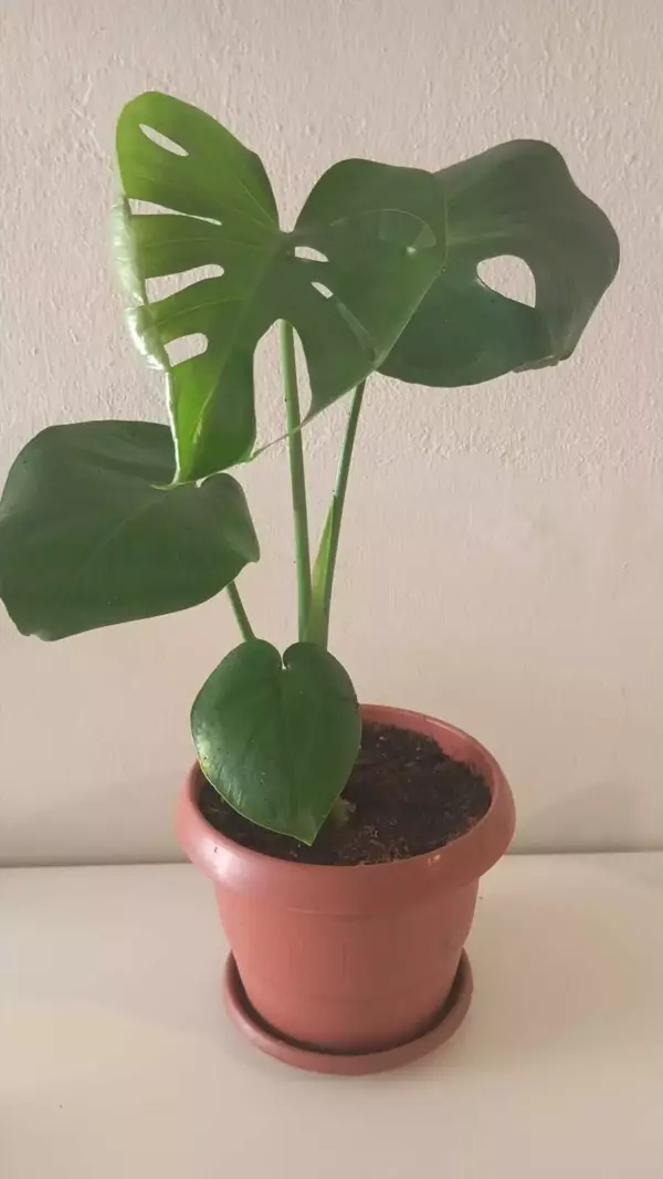 Monstera Deliciosa-deve Tabanı 50-60 Cm–doğal Hava Temizleyici Salon & Ofis Bitkisi - Image 1