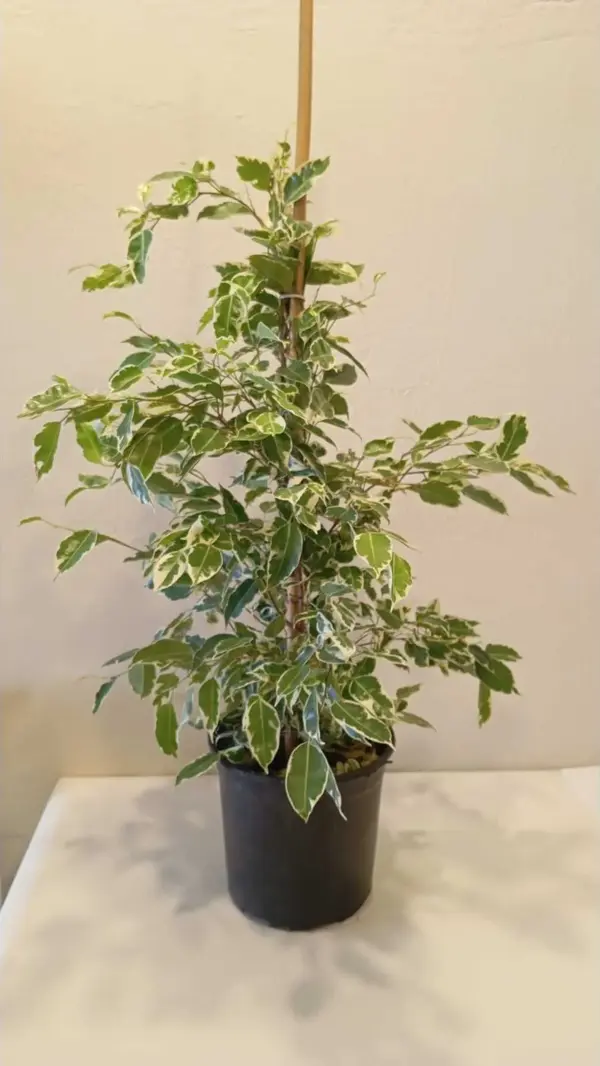 Dekoratif Saksıda Ficus Benjamina Benjamin – 80 Cm Hava Temizleyici Salon & Ofis Bitkisi - Image 1
