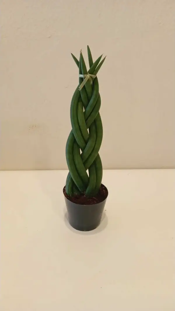 Saksıda Özel Örgü Sansevieria Cylindrica Paşa Kılıcı – 25 Cm Şık Ofis & Salon Bitkisi - Image 1