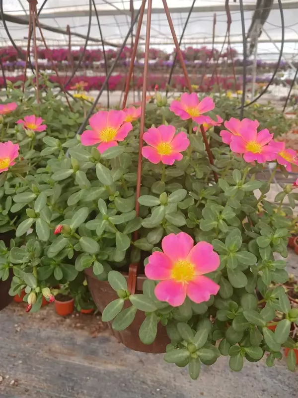 Yaz Boyu Pembe Moss Rose Portulaca Grandiflora – Saksıda Kolay Bakımlı Balkon Çiçeği - Image 1
