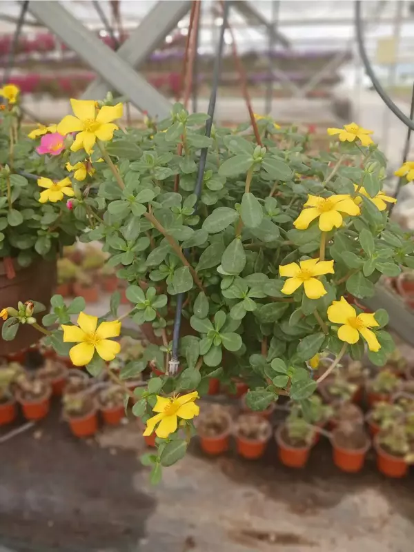 Dekoratif Sarı Portulaca Grandiflora, Semizotu Çiçeği Saksıda – Balkon ve Teras Bitkisi - Image 1