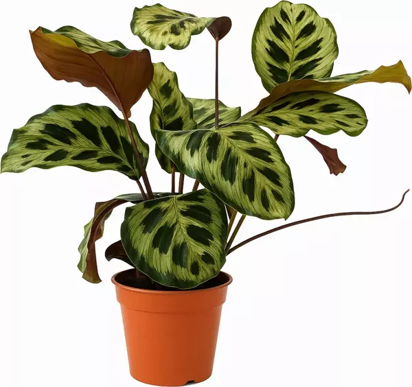 Canlı Calathea Makoyana – 50–60 Cm Geniş Desenli Peacock Plant Salon Bitkisi - Image 1