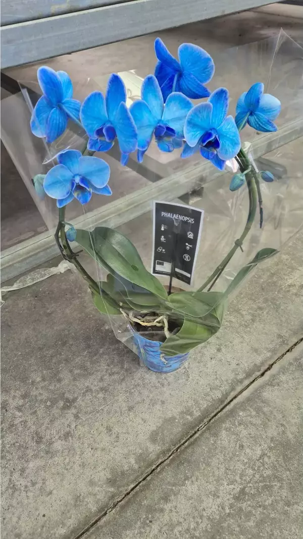 Açık Safir Mavisi – Özel Seri Mavi Phalaenopsis Orkide Saksıda Şık Dekoratif Ev Bitkisi - Image 1