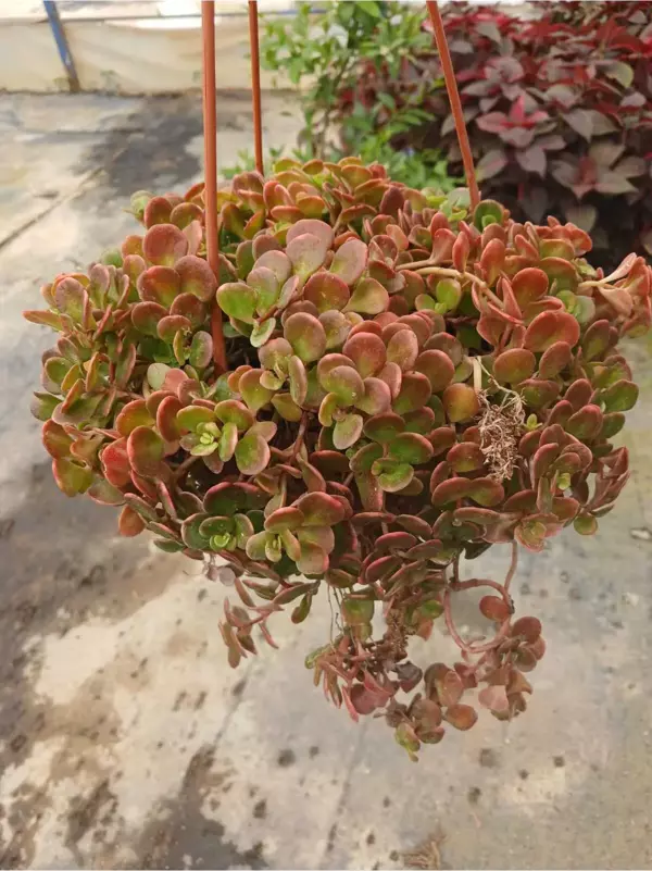 Calico Kitten Sarkan Sukulent – Sarkık Saksı Crassula Pellucida ‘variegata’, Krem-pembe Kalp Yaprak - Image 1