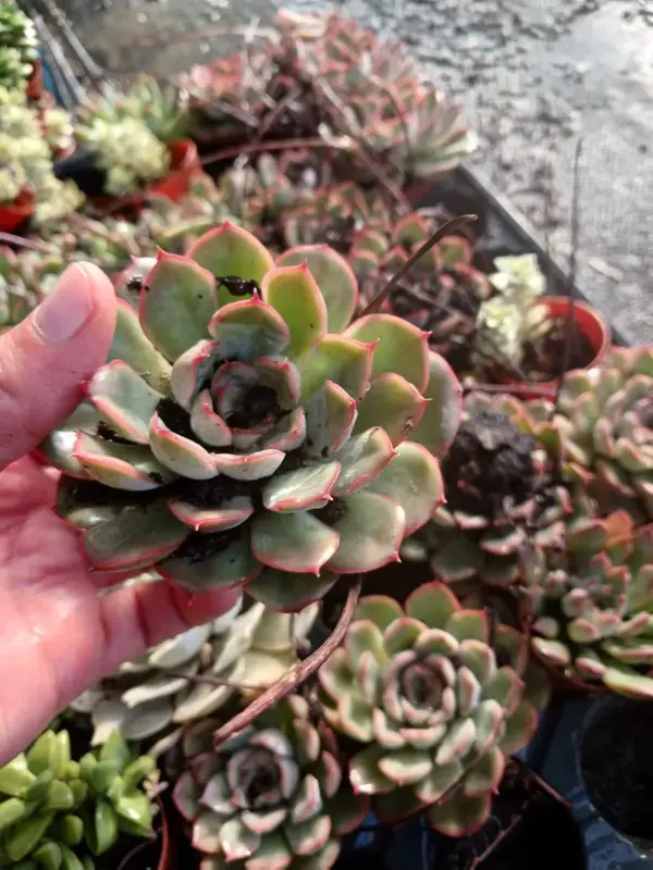 2'li Echeveria ‘Lipstick’ Mini Sukulent- Canlı Kırmızı Kenarlı Etli Yaprak, Saksıda Masaüstü Bitkisi - Image 1