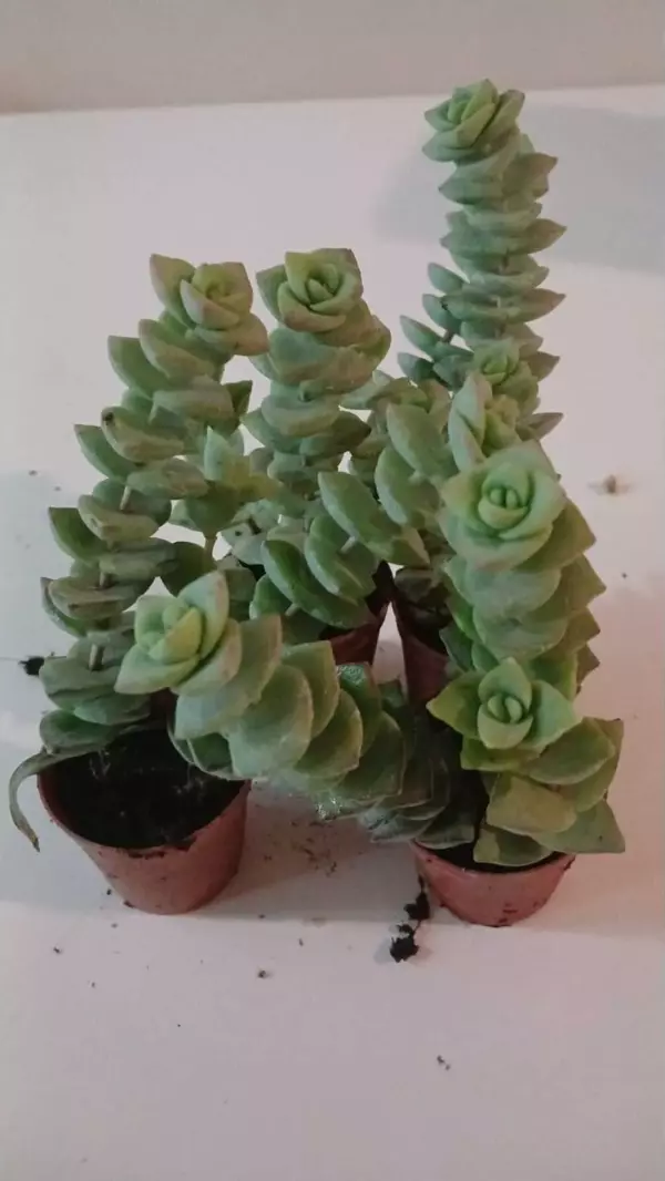 Ev/Ofis İçin Popüler Düğmeli Sukulent (Crassula Perforata)– Canlı, Saksılı & Modern Stil- 2'li - Image 1
