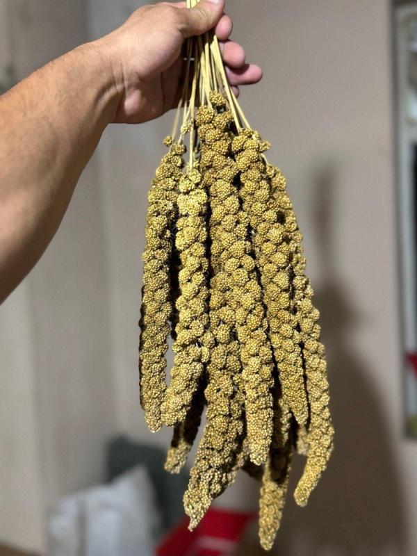 Heraklia Hobi Jumbo Boy Dal Darı 250 gram - Image 1