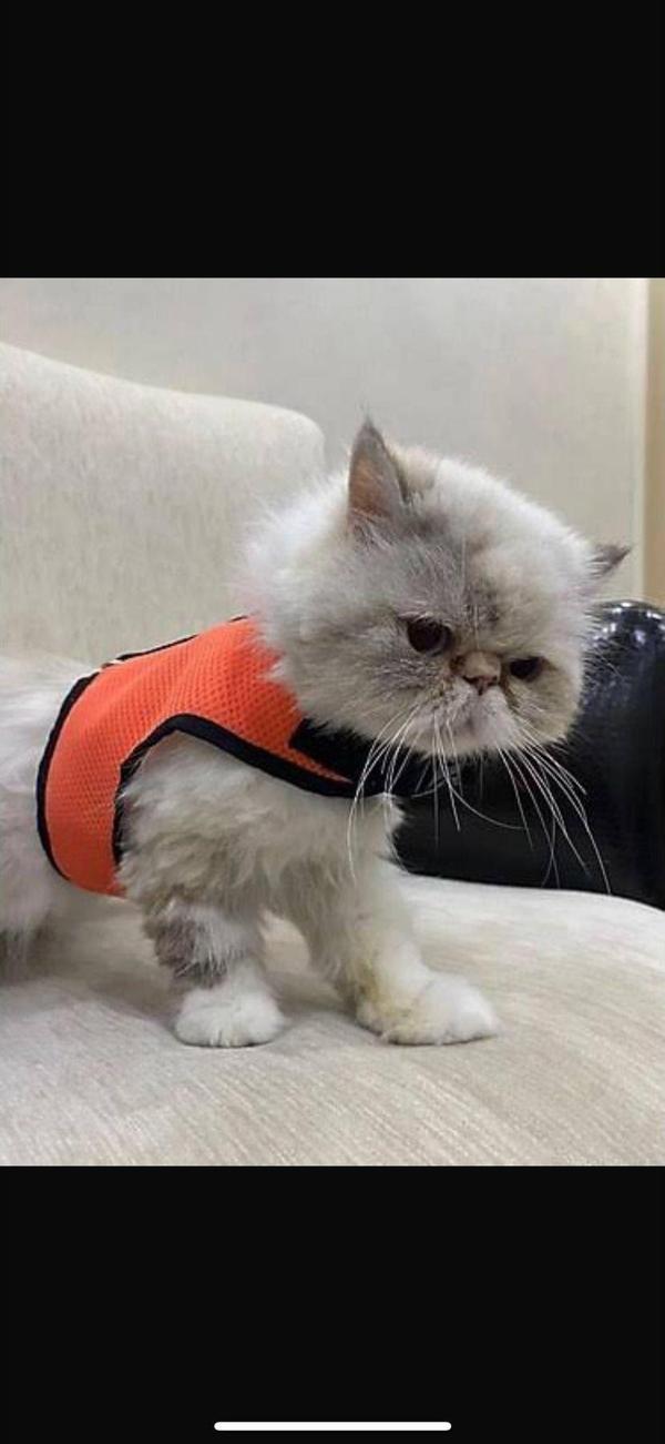 Heraklia Hobi Kedi Kaçış Önleyici Tasma - Image 1