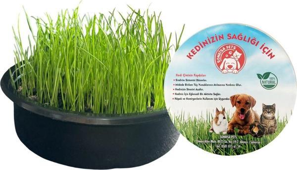 Sonrisa Pets Kedi Çimi(Kapsız)100 Gr Tohum + 200 Gr Toprak (3 Adet Ve Üzeri Siparişe 1 Adet Kap Ve File Hediye) - Image 1