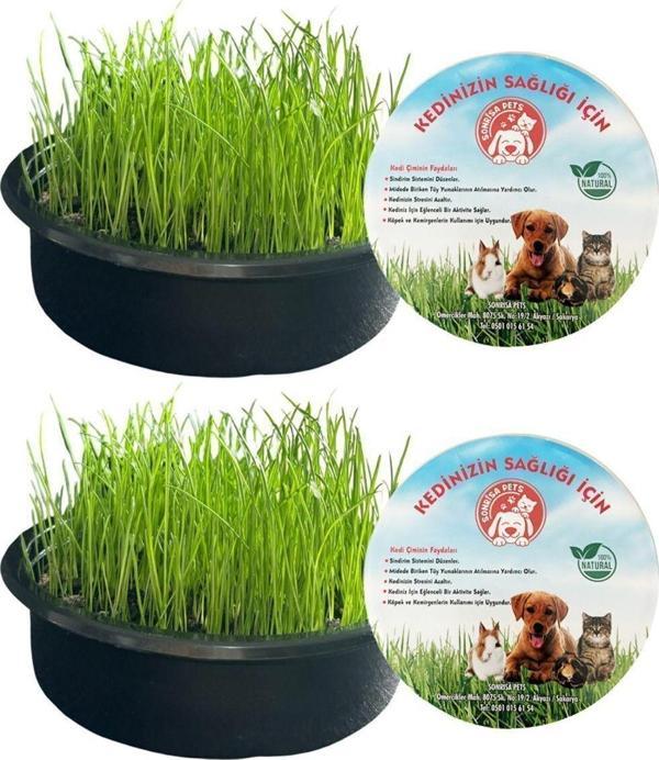 Sonrisa Pets Organik Kedi Çimi Seti 2'Li (Fileli) Sürpriz Oyuncak Hediyeli - Image 1