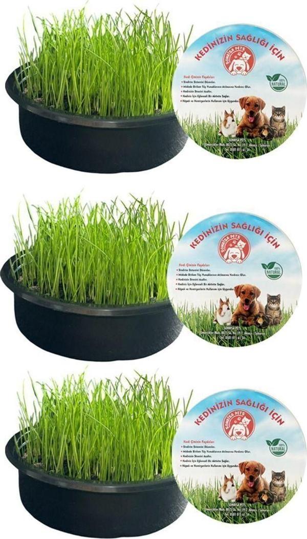 Sonrisa Pets Organik Kedi Çimi Seti 3'Lü (Fileli) Sürpriz Oyuncak Hediyeli - Image 1
