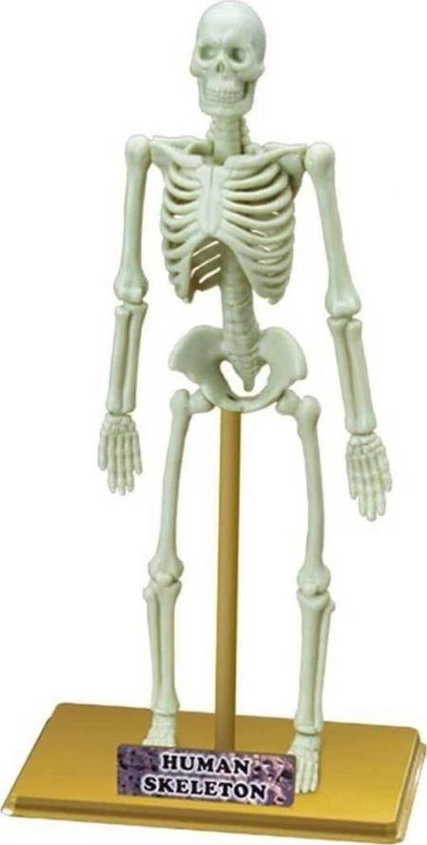 Nessiworld  Bilim Seti : İnsan İskeleti - Image 1
